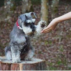 Meet your Posher, Gretel